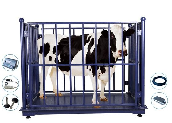 los 2M Livestock Weighing Scales, máquina del peso de la vaca 2000Kg